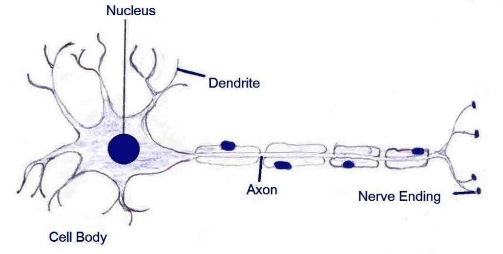 MCQ Tissues - Neuron